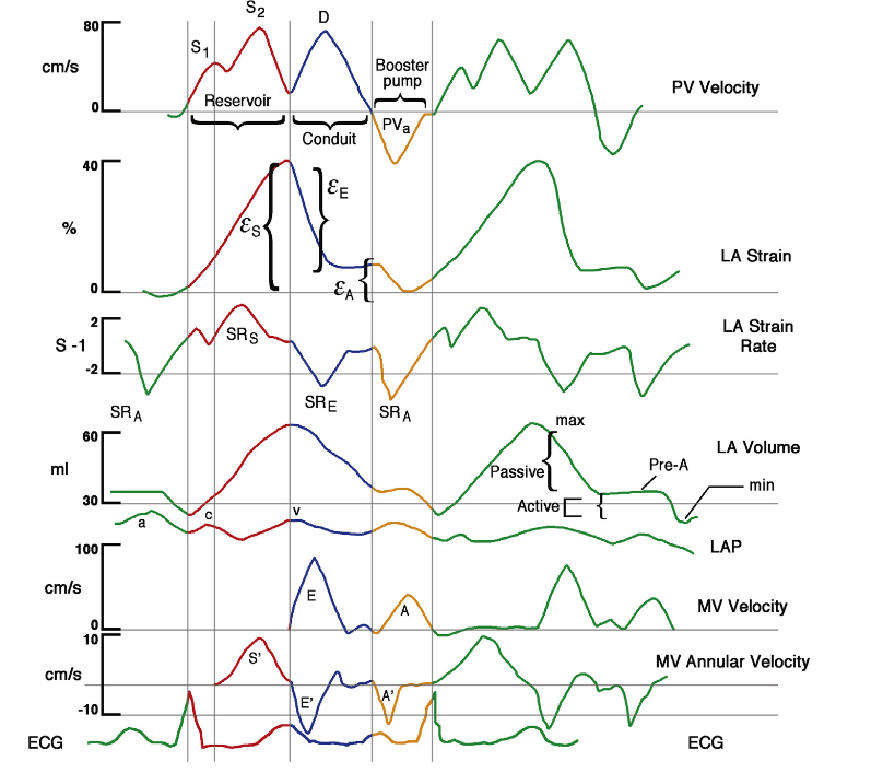 Left atrial reservoir conduit and booster pump phasic function context